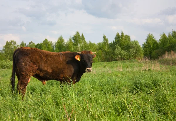 Toro rojo en un prado — Foto de Stock