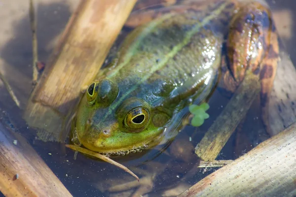 Green frog in the pond — Stock Photo, Image