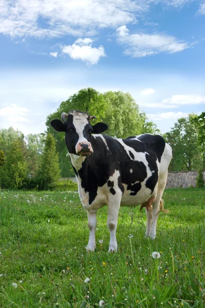 牧场上的奶牛 — 图库照片