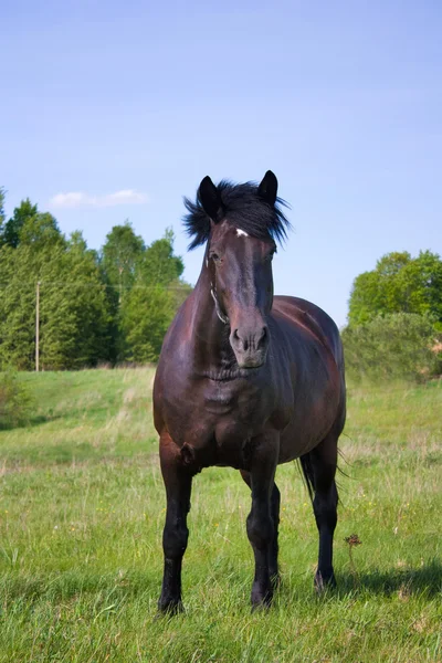 Häst på ängen — Stockfoto