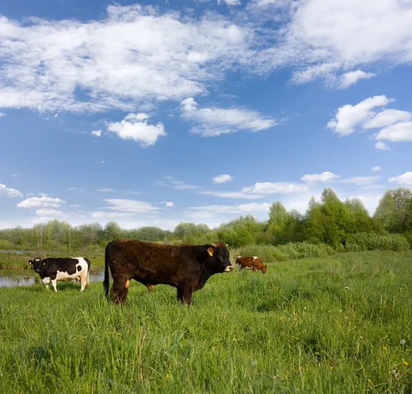Toro y dos vacas en el prado — Foto de Stock
