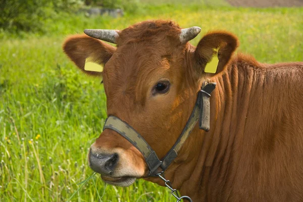 Молодая корова на лугу — стоковое фото