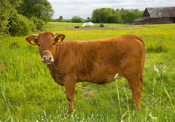 Giovane mucca sul prato — Foto Stock