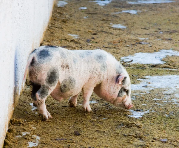 Jovem porco na casa do porco — Fotografia de Stock