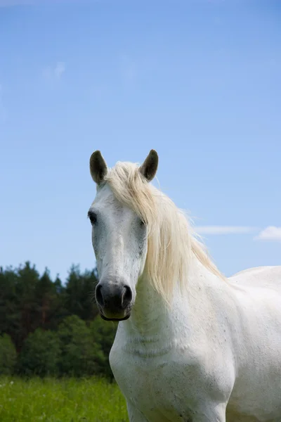 Белая лошадь на лугу, портрет — стоковое фото