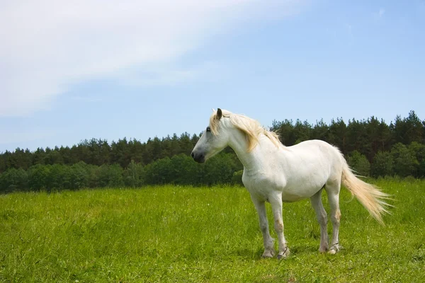 Fehér ló a réten — Stock Fotó