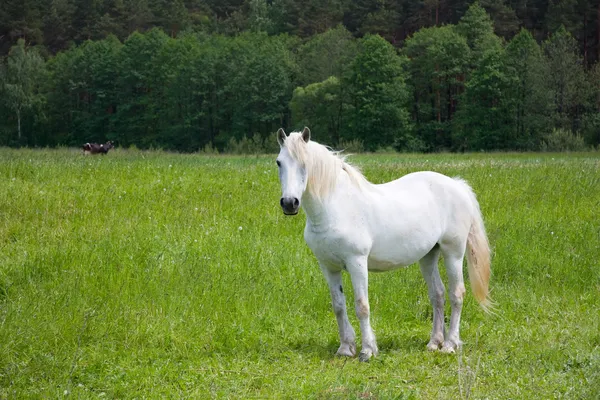 Wit paard op het weitje — Stockfoto