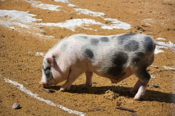 Cerdo joven en la casa de cerdos —  Fotos de Stock