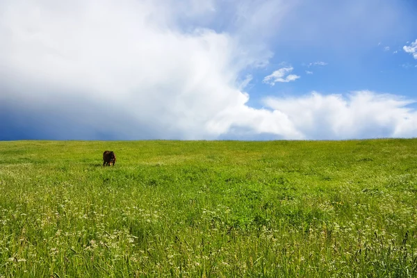夏天的草地上，蓝色的天空马 — 图库照片
