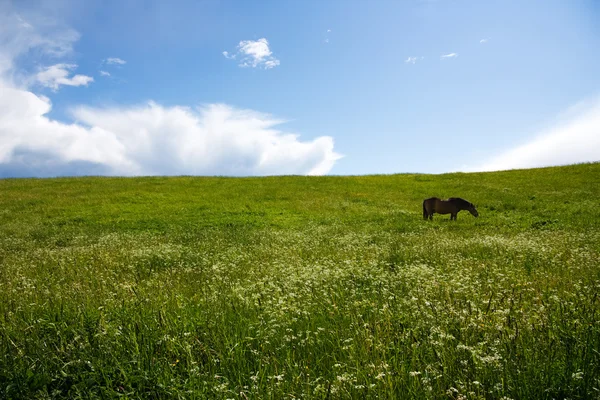 Pradera de verano, cielo azul, el caballo — Foto de Stock