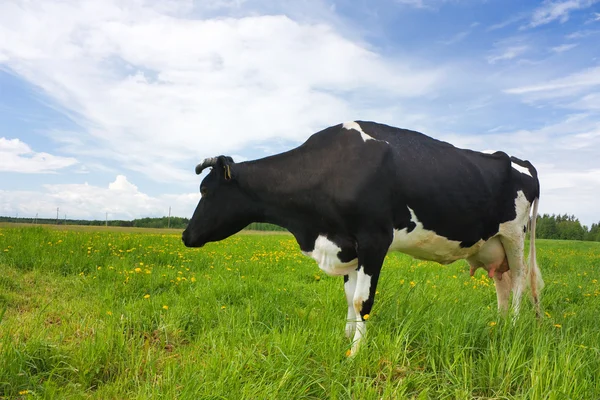 Zwart-witte koe in het weiland — Stockfoto