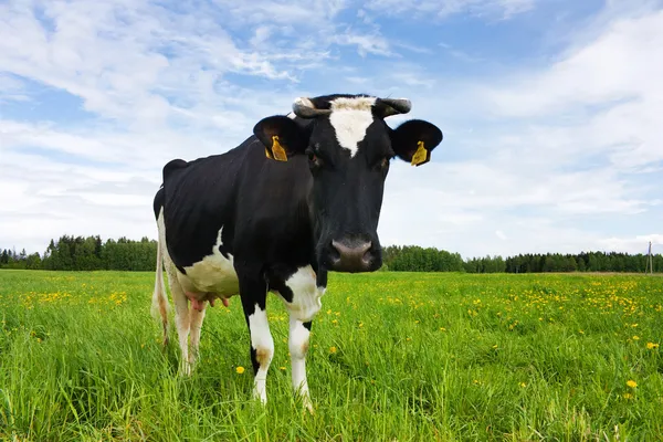 Черно-белая корова на лугу — стоковое фото
