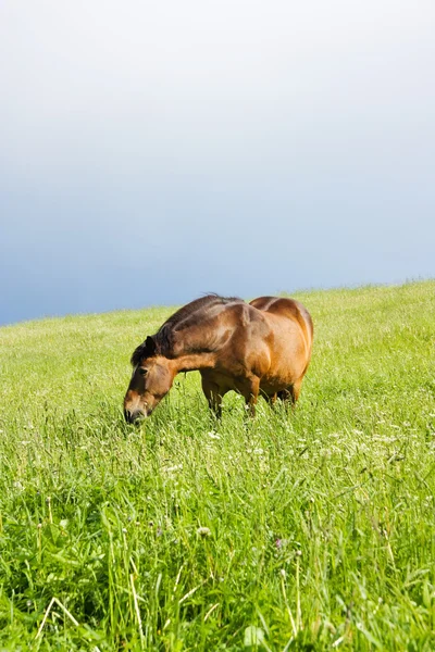 Cavallo sul prato — Foto Stock