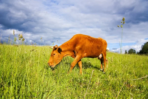 Mladá kráva na louce — Stock fotografie