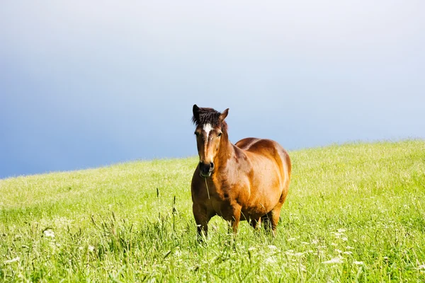 Кінь на лузі — стокове фото