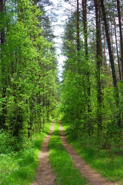 Дорога в лесу, лето — стоковое фото