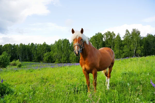 Paard op de weide — Stockfoto