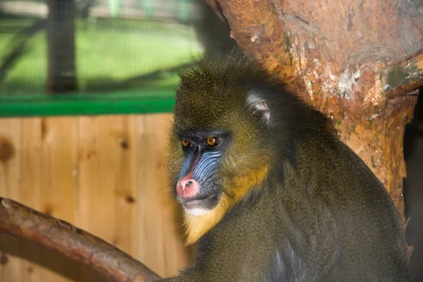 stock image Monkey in a zoo