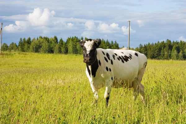 Mucca sul prato — Foto Stock
