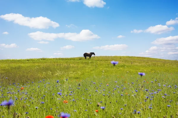 Horse on the meadow — Stock Photo, Image