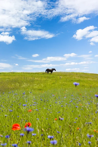 Caballo en el prado — Foto de Stock