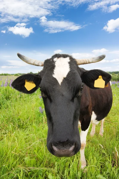 Svart och vit ko på ängen — Stockfoto