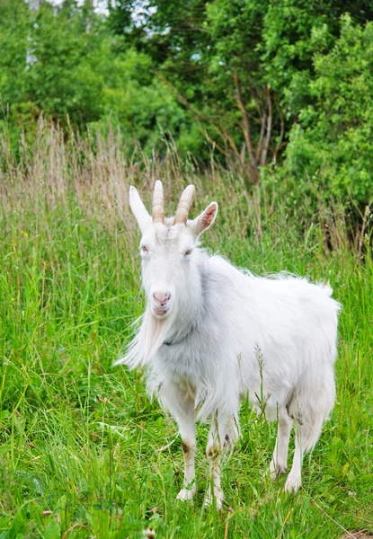 Goat on the meadow — Stock Photo, Image