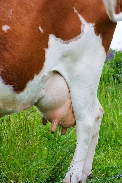 Ubre de vaca — Foto de Stock