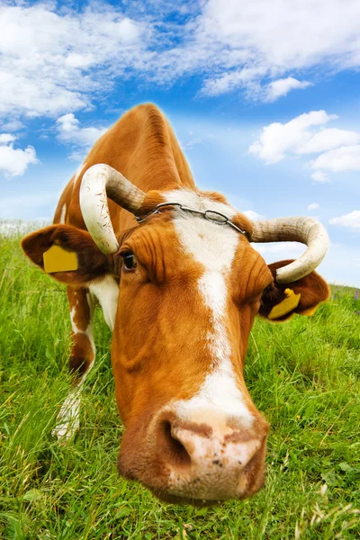 Kuh frisst Gras — Stockfoto