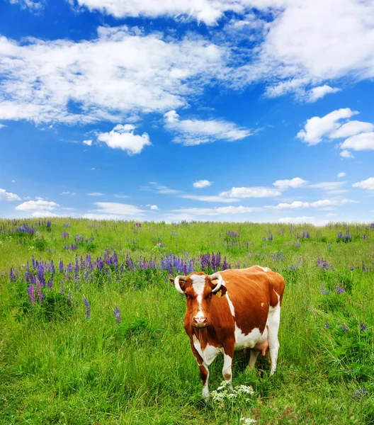 Las vacas comen hierba en el campo —  Fotos de Stock