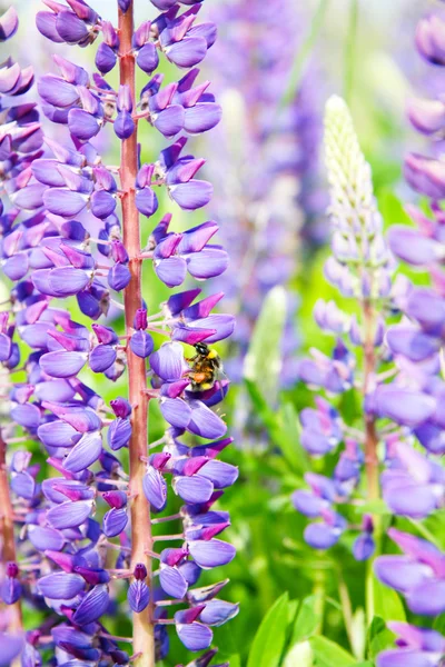矢车菊和蜜蜂 — 图库照片
