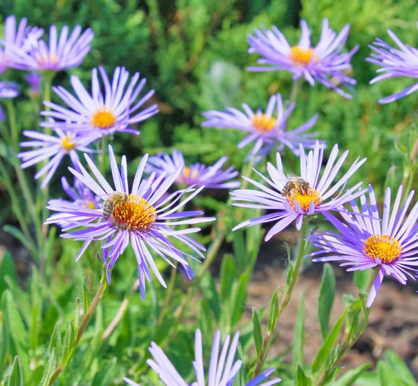 Бджола на фіолетових квітах — стокове фото