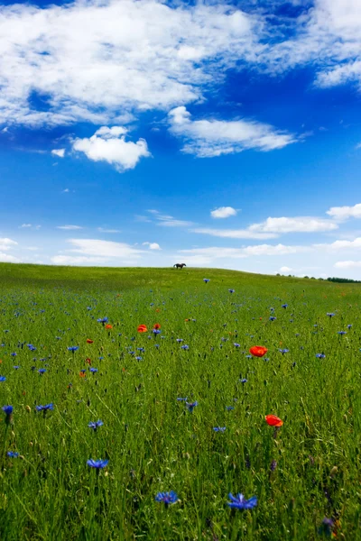 여름 풀밭 — 스톡 사진
