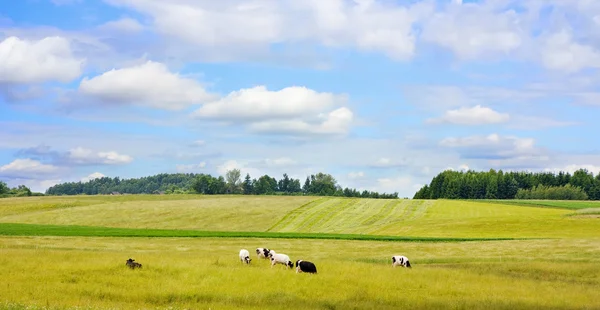 Udržování stádo krav na louce — Stock fotografie