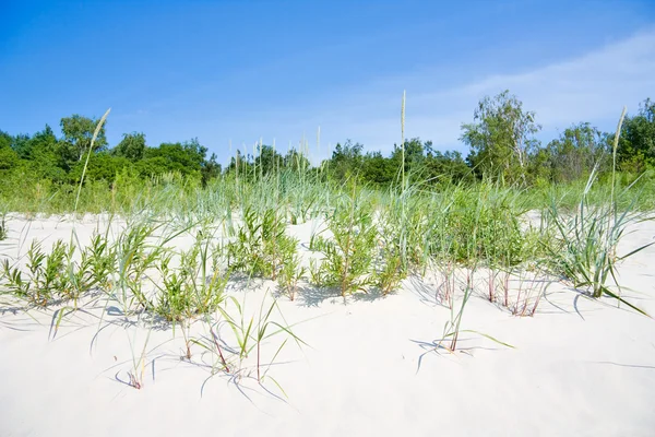 Gräs i sanddynerna — Stockfoto