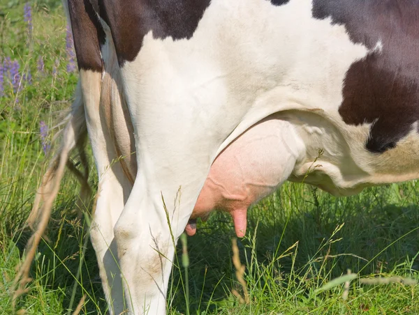 Cow udder — Stock Photo, Image
