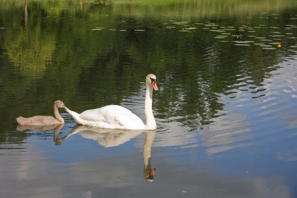 Swan och unga — Stockfoto