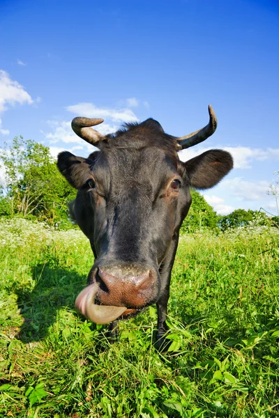 Чёрная корова на лугу — стоковое фото