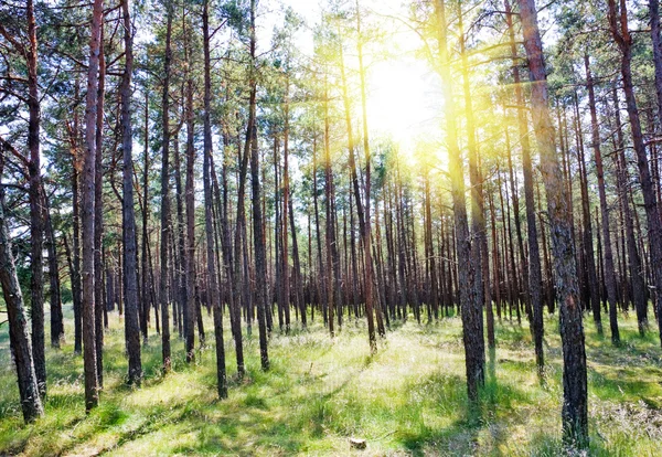 Bosque de verano, sol — Foto de Stock