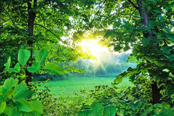 Nyári erdőben, nap — Stock Fotó