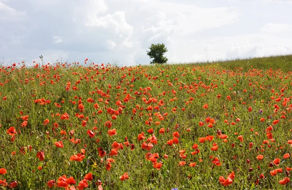 Feld der roten Mohnblumen — Stockfoto
