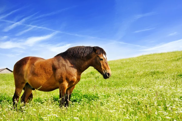 Cavallo sul prato — Foto Stock