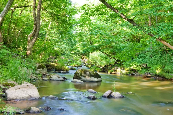 Green summer forest, river — Stock Photo, Image