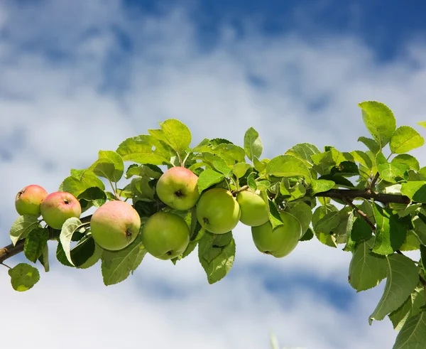 Pobočka jablek — Stock fotografie