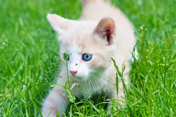 Маленький кошеня в траві — стокове фото