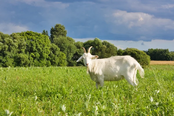 Chèvre sur la prairie — Photo