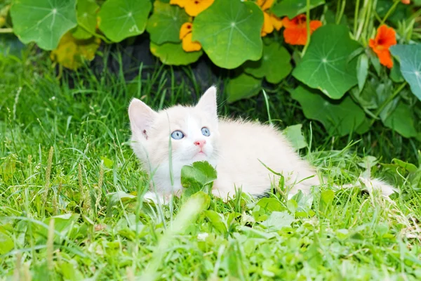 Маленький котенок в траве — стоковое фото
