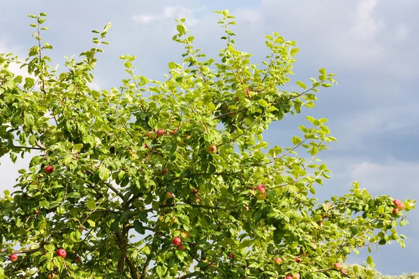 Elma ağacı dalı — Stok fotoğraf