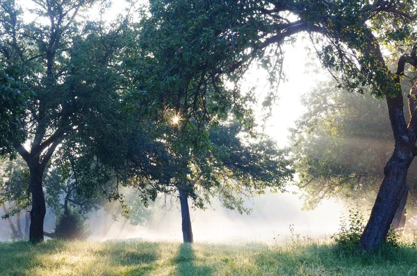 Δάσος καλοκαίρι, ήλιος — Φωτογραφία Αρχείου