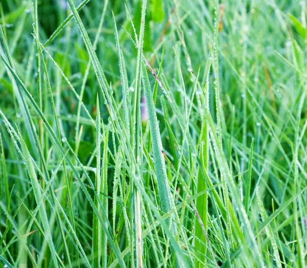 Tau auf dem Gras — Stockfoto